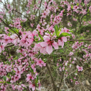 -059 凑不齐代表作一样能中国自然：无关运气，唯“打磨”而已