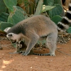 BBC Earth｜灵长类动物的母性情感