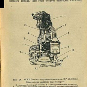 20230305疯狂实验史之二：科学家们用血肉模糊的狗头和人头做了什么？