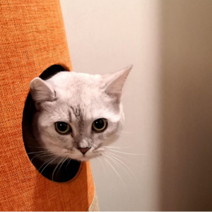 夏夜闲聊 | 无实物育儿之我帮妈妈找🐔🐔 【六根不净】 Vol. 016