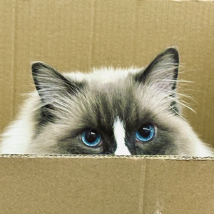 10.真实与虚假：对于vlog的一些思考和感受