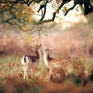 鹿有着怎样的祥瑞意义？