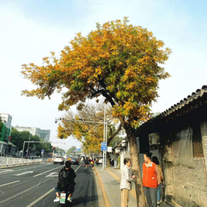 一夜入冬|熟悉和陌生的,虚幻和现实的勾连.
