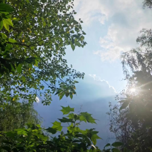 盛夏的心思  作者：何苾  朗诵：文懿