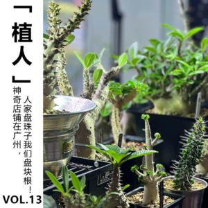 Vol.13【植人】神奇店铺在广州，人家盘珠子我们盘块根！