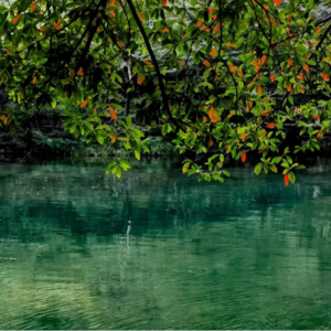 【邂逅时节-寒露】晴天观鸟，雨天品茶