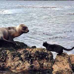 马岛究竟是谁的？