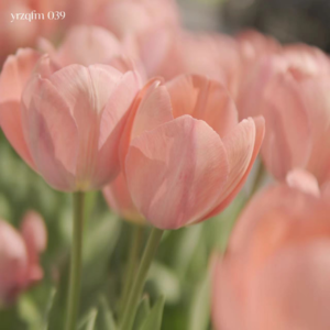 039 每逢旅行必吵架？——你也有因为旅行而碎掉的关系吗