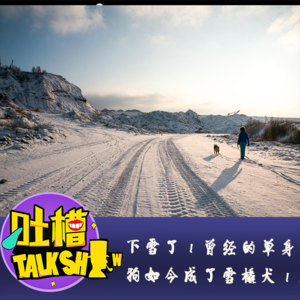 下雪了！曾经的单身狗如今成了雪橇犬！