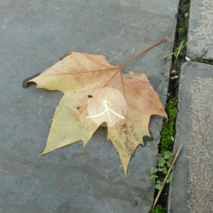 【你的那边还好吗03】齐齐哈尔市第三十四中学校体育馆坍塌致11人死亡|国航CA1524航班遇晴空颠簸致两人受伤