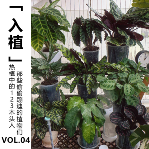 Vol.04 【入植】热植中的123木头人,那些偷偷蹦迪的植物们