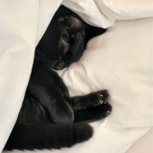 61. 猫奴生活带来的生娃启示