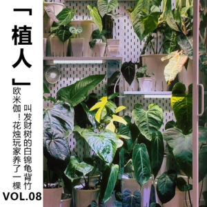 Vol.08【植人】欧米伽! 花烛玩家养了一棵叫发财树的白锦龟背竹