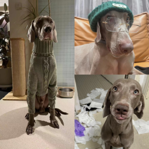 颜值爆表的威玛猎犬,是让主人们不断自我反省的“pua大神”? | 毛朋友电波 20