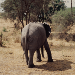 158.遥漫长的飞行，非洲的日与夜（s）