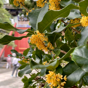 3｜我好想念爸爸妈妈弟弟，铁锅炖，好想念北京！