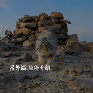 兔狲日特辑：当兔狲成为网红，你真的了解它吗？