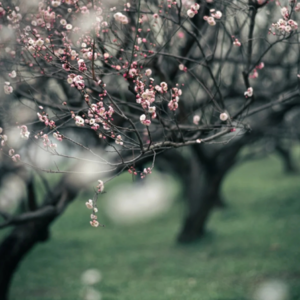 预告：三魂七魄、罗浮山道观奇遇记以及道家大牛葛洪传奇的一生