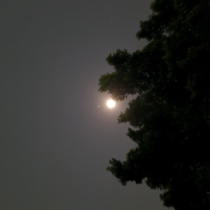 月色里的花椒树-余秀华