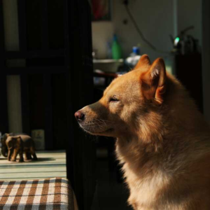 S2E8 世界破破烂烂，小狗修修补补，感激它曾来过我家