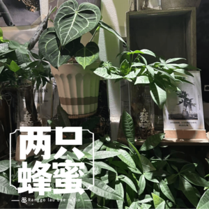 Vol.55 要想日子过得去，生活最好带点绿！——网红绿植避雷&推荐