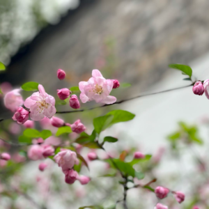 花犯·小石梅花·周邦彦