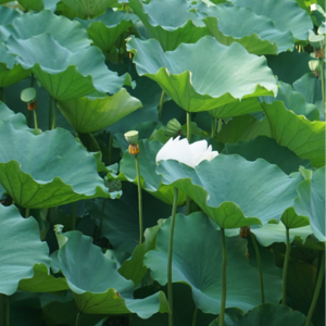 Vol.25 闲逸端午，祝大家安康。