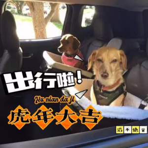 Vol.12 【宠物出行】一起带狗狗出行回家！