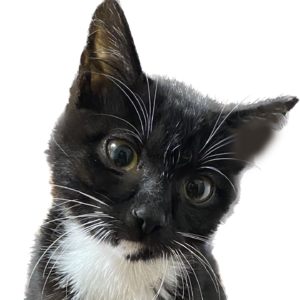 忽然之间 2302-室友聊聊外甥，健康，收养的流浪猫