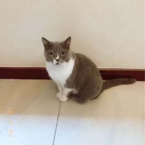 45. 谢谢你,我的猫咪