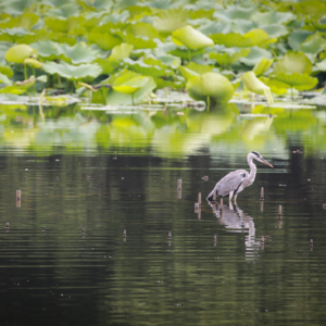 20位天上飞的、水里游的老朋友【我们行走在圆明园】