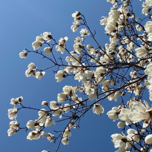 EP11 | 面对未成年人被侵害，我们能做什么——这里是一次对“强制报告制度”的科普讨论