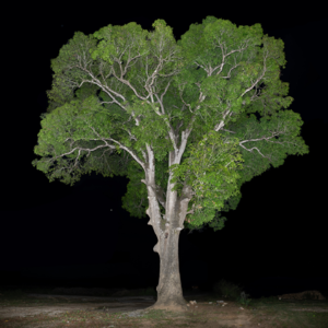 【实地想象Vol.06】李季：和树相处的人