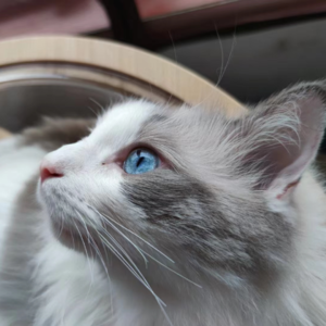 S1E5 猫狗粮针孔“投毒”事件后，和流浪猫救助人聊聊为爱发电的故事