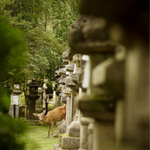 cd.「日本旅行リハビリ」关西游得挤一天给奈良