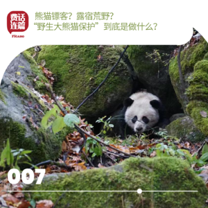 007丨熊猫镖客？露宿荒野？“野生大熊猫保护”到底是做什么？