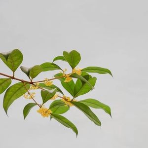 现汉古汉3、现代汉语词类的划分标准