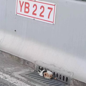 cover of episode EP.19 |在高架路上遇到猫，该怎么办？