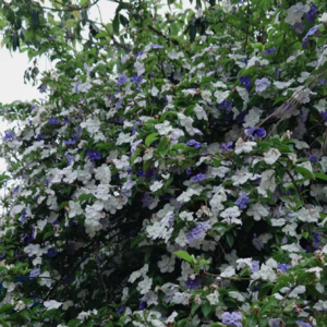 EP55 谁会窝在酒店九个小时带妆看恋综啊