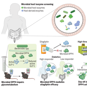 SP12: Gut bacteria make trouble for antidiabetic drugs!