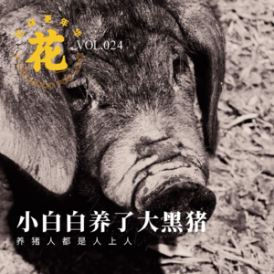 Vol：024 为了吃口放心肉，我亲自养了一群猪。