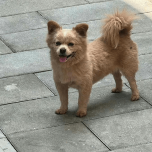 保护流浪猫狗-纪念微笑天使流浪狗小黄