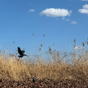 104. 回大理的家里闲聊:洱源新鲜事和旅途惊喜