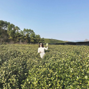 亲手摘下的叶子，每一片都是故事