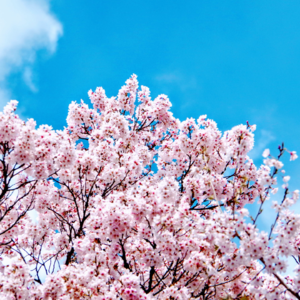 海外疫情爆发前我出国转了转【脏事儿vol-197】