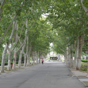 17 开封铁塔公园