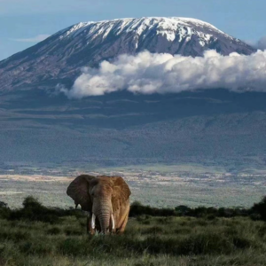 Vol.4 非洲动物大迁徙在我眼前！小时候的梦想实现了（肯尼亚坦桑尼亚攻略）