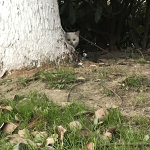 22. 她是个女人,他是条狗:弗吉尼亚·伍尔夫《弗勒希:一条狗的传记》