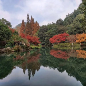 122 新西湖十景 九溪烟树