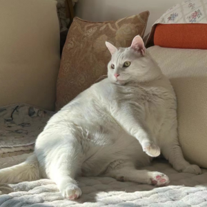 36.胰岛素抵抗——不只是肥胖（《当代青年自救指南（代谢综合征篇）》